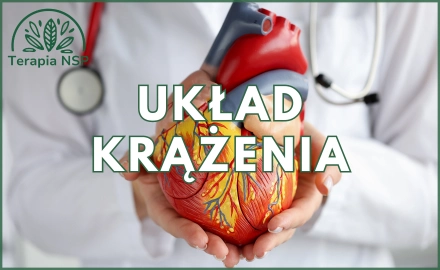 Układ krążenia