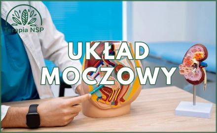 Układ moczowy