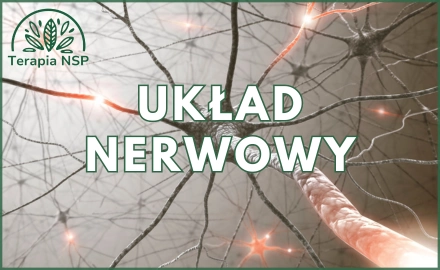 Układ nerwowy