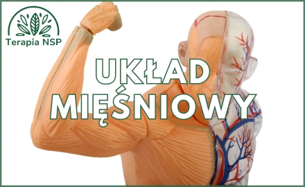 Układ mięśniowo-szkieletowy